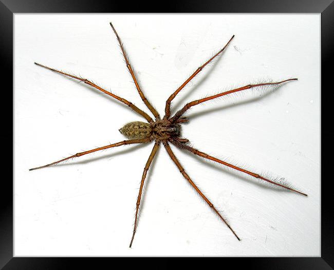 House Spider Framed Print by sean walters