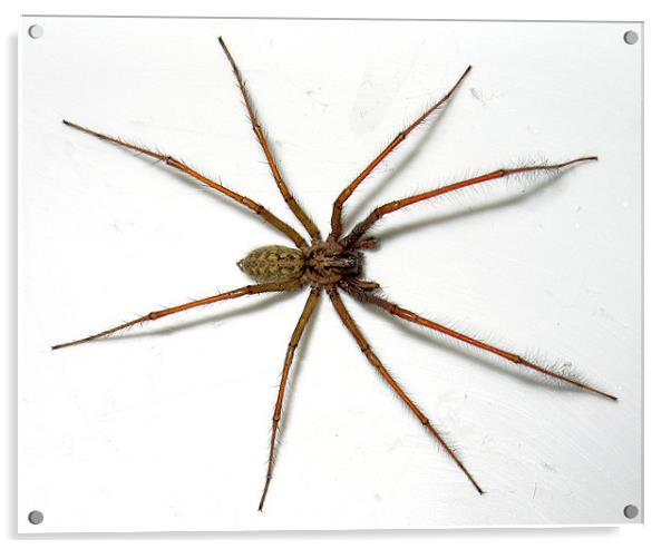 House Spider Acrylic by sean walters