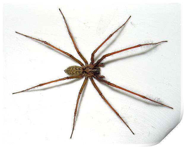 House Spider Print by sean walters