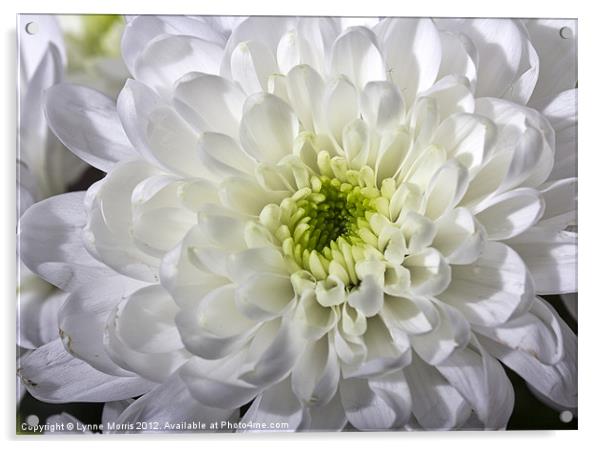 Pretty White Petals Acrylic by Lynne Morris (Lswpp)