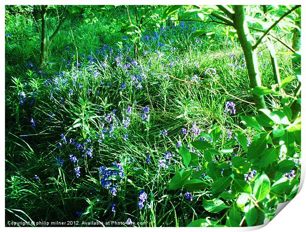 Spring In The Woods Print by philip milner