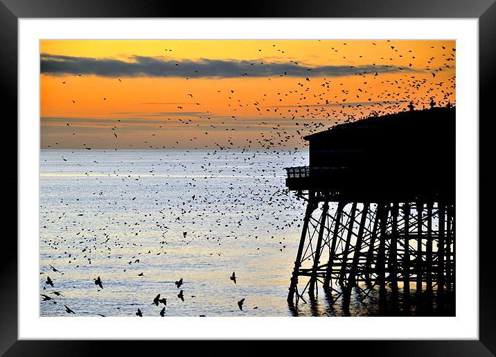 Starlings At Sunset Framed Mounted Print by Jason Connolly