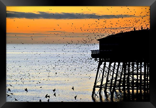 Starlings At Sunset Framed Print by Jason Connolly