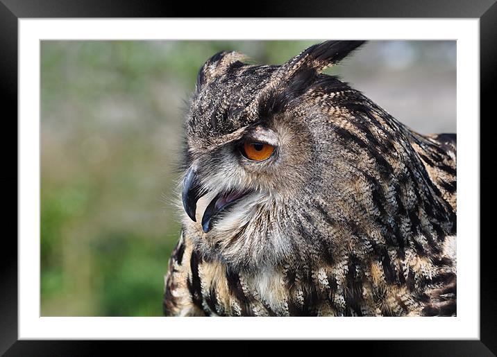 Eagle Owl Framed Mounted Print by Ian Cocklin