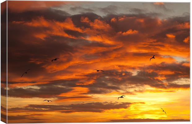 Sunset and seagulls Canvas Print by Gail Johnson