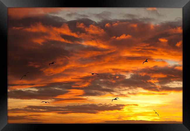 Sunset and seagulls Framed Print by Gail Johnson