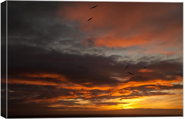 Sunset and seagulls Canvas Print by Gail Johnson