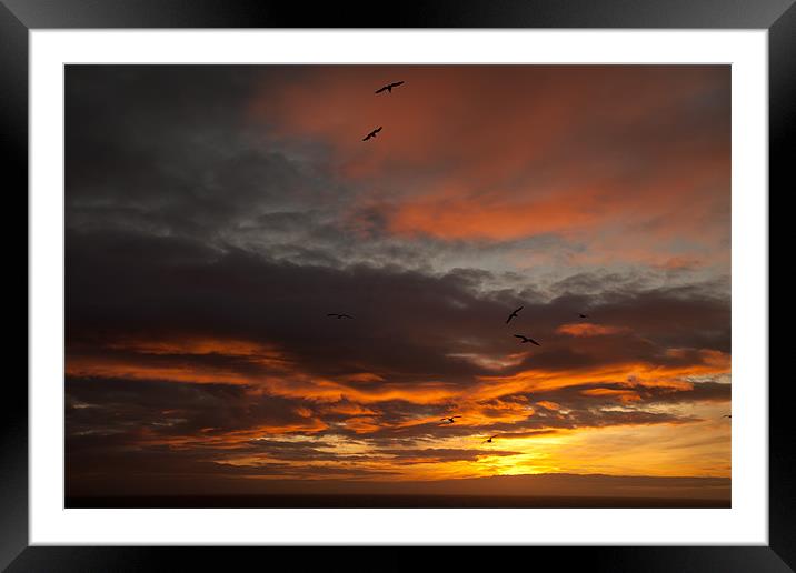 Sunset and seagulls Framed Mounted Print by Gail Johnson