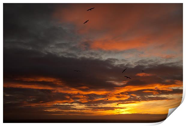 Sunset and seagulls Print by Gail Johnson