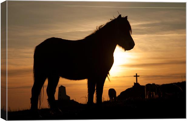 Horse in the sunset Canvas Print by Gail Johnson