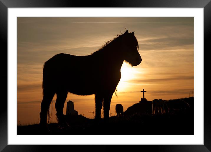Horse in the sunset Framed Mounted Print by Gail Johnson
