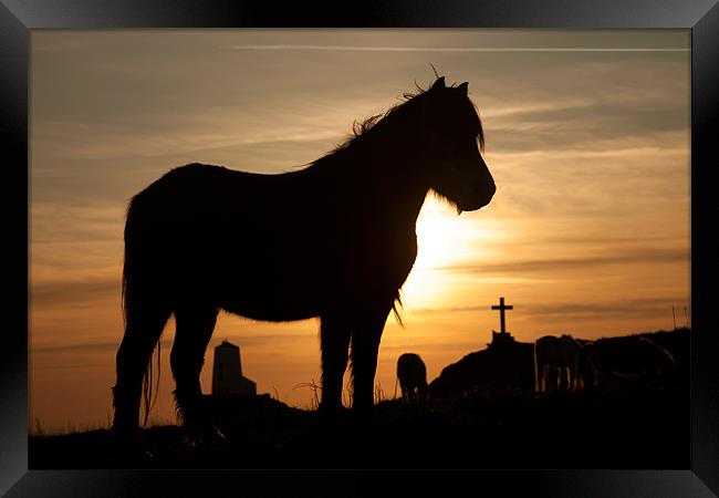 Horse in the sunset Framed Print by Gail Johnson