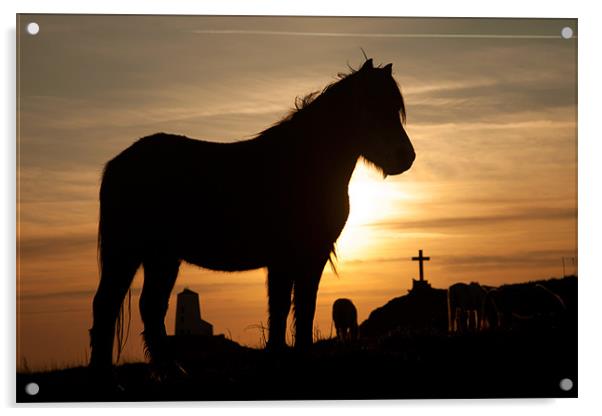 Horse in the sunset Acrylic by Gail Johnson