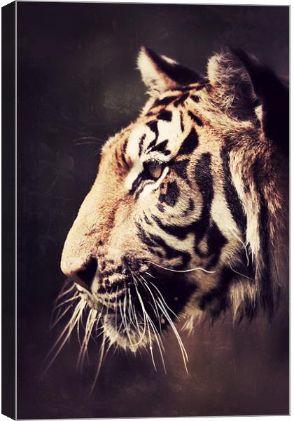 The Stare - Tiger Canvas Print by Simon Wrigglesworth