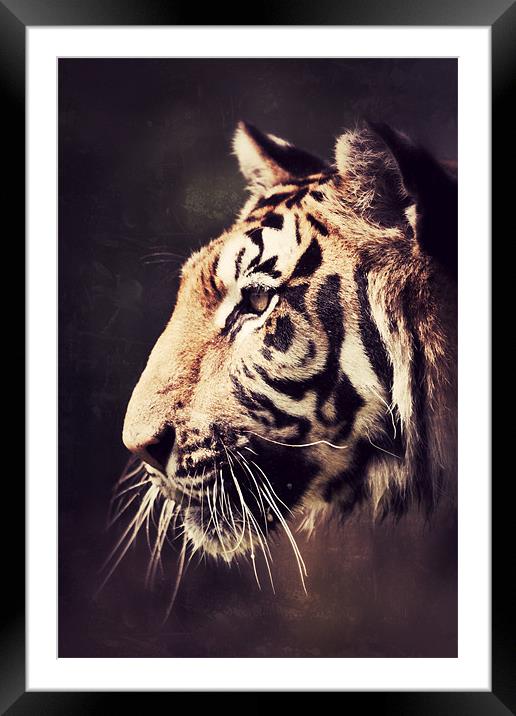 The Stare - Tiger Framed Mounted Print by Simon Wrigglesworth