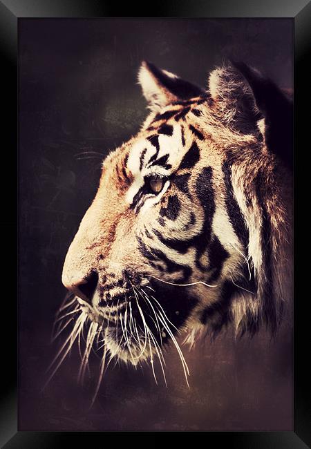 The Stare - Tiger Framed Print by Simon Wrigglesworth