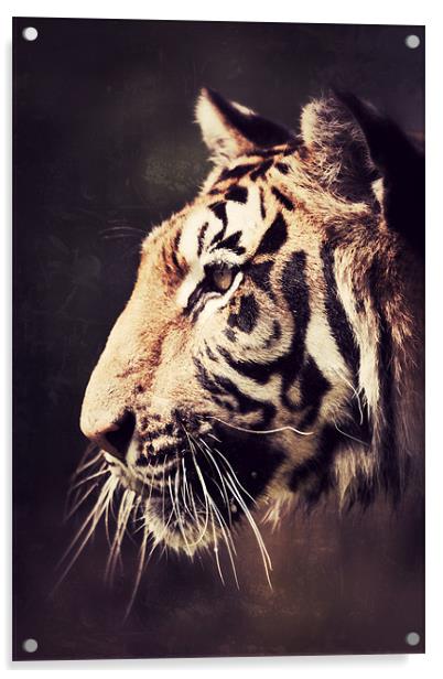The Stare - Tiger Acrylic by Simon Wrigglesworth