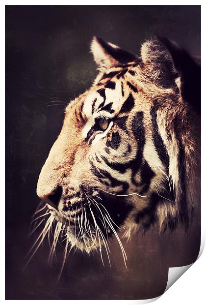 The Stare - Tiger Print by Simon Wrigglesworth