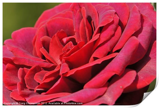 Flower Print by Craig Cheeseman