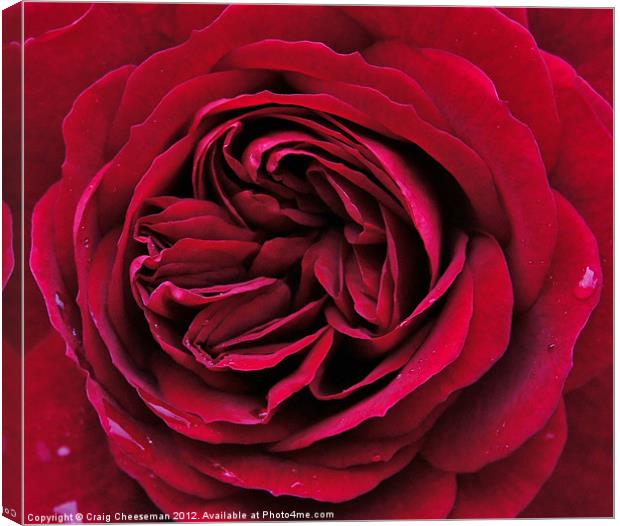 Red rose Canvas Print by Craig Cheeseman