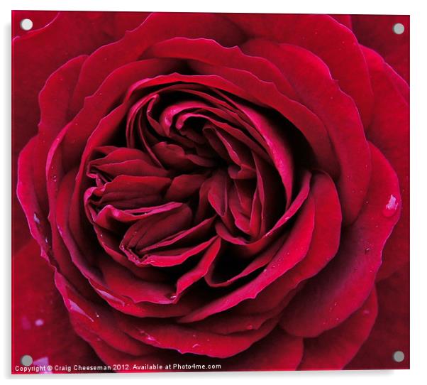 Red rose Acrylic by Craig Cheeseman