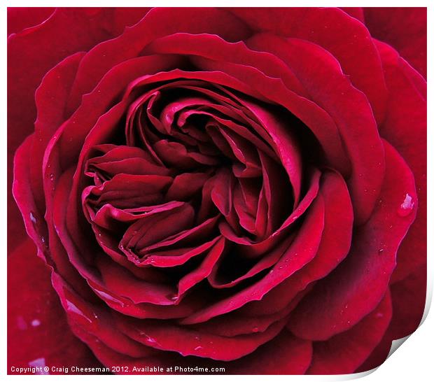 Red rose Print by Craig Cheeseman