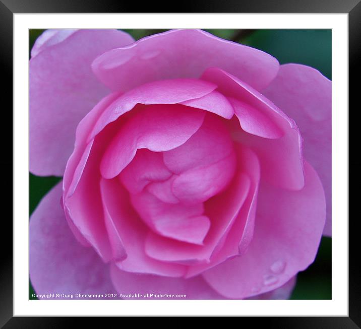 Pink rose Framed Mounted Print by Craig Cheeseman