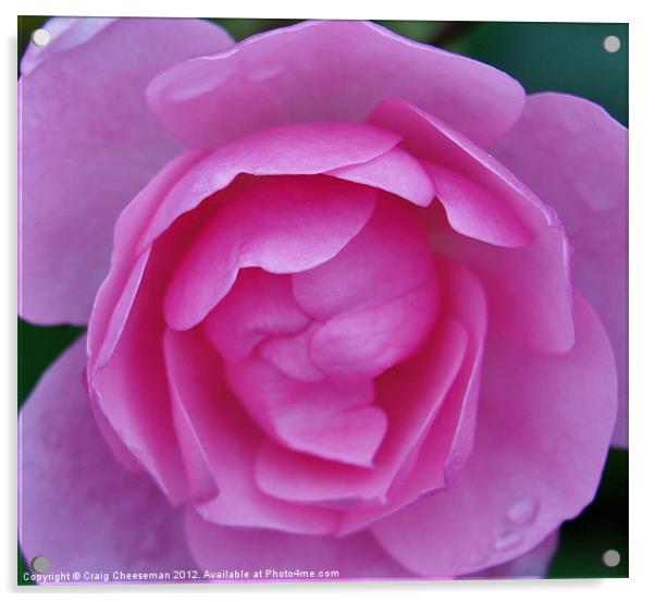 Pink rose Acrylic by Craig Cheeseman