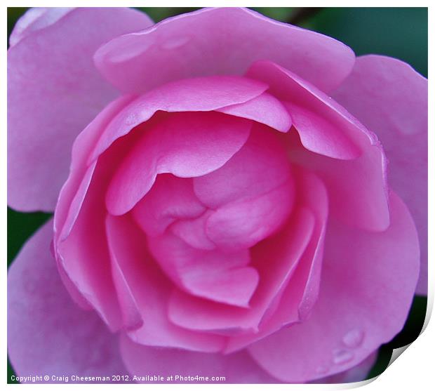 Pink rose Print by Craig Cheeseman