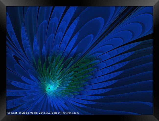 Peacock Feathers .. fractal Framed Print by Elaine Manley