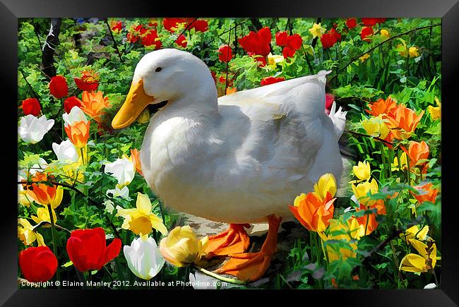 Standing in the Tulips Framed Print by Elaine Manley