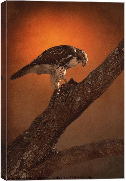 BIRD OF PREY Canvas Print by Tom York