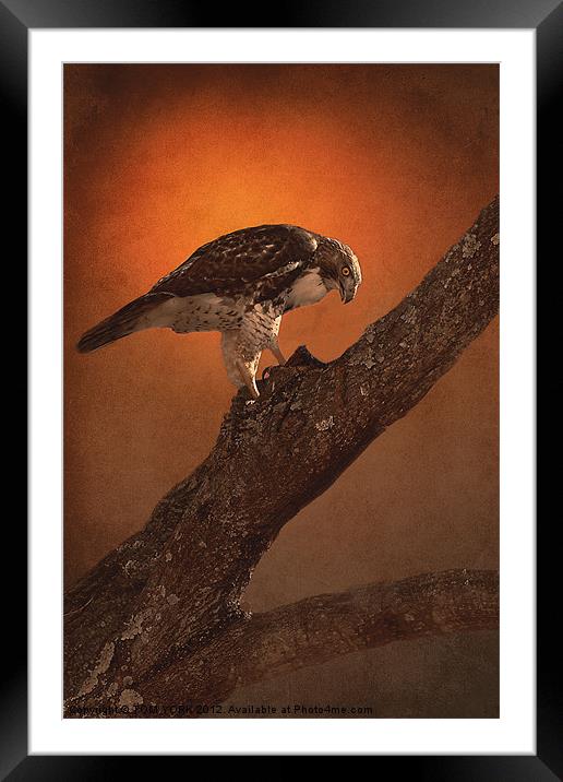 BIRD OF PREY Framed Mounted Print by Tom York