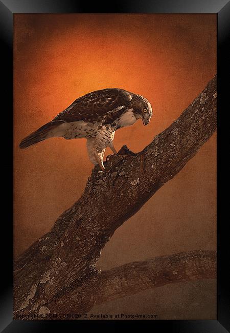 BIRD OF PREY Framed Print by Tom York