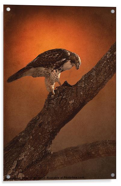 BIRD OF PREY Acrylic by Tom York