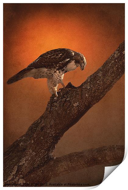 BIRD OF PREY Print by Tom York