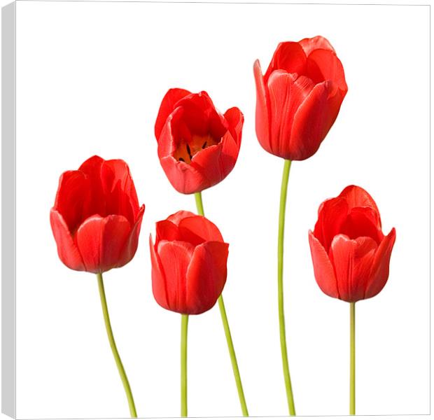 Red Tulips White Background Wall Art Canvas Print by Natalie Kinnear
