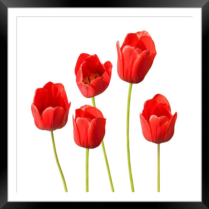 Red Tulips White Background Wall Art Framed Mounted Print by Natalie Kinnear