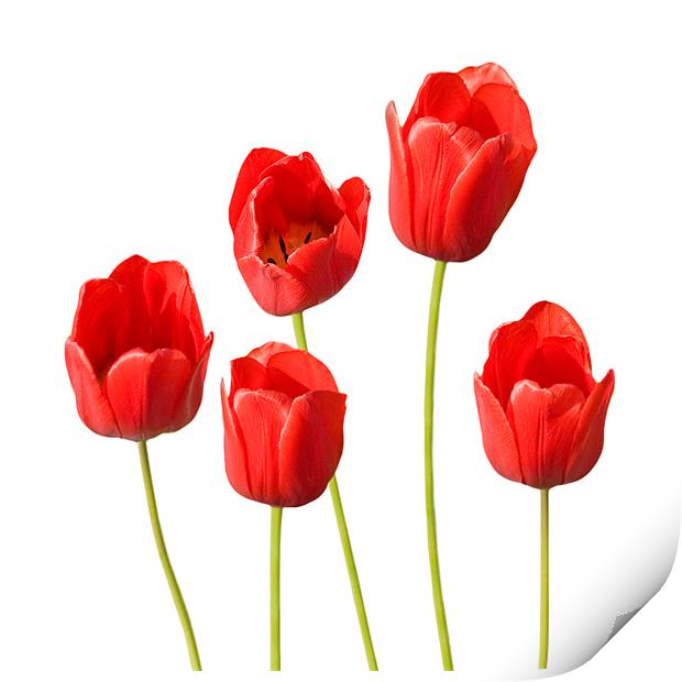 Red Tulips White Background Wall Art Print by Natalie Kinnear