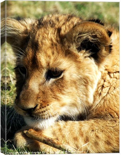 Learning to pounce Canvas Print by helene duerden