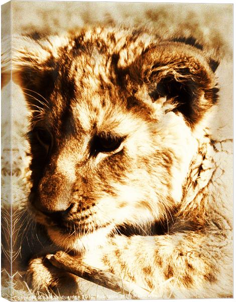 Learning to pounce - sepia Canvas Print by helene duerden