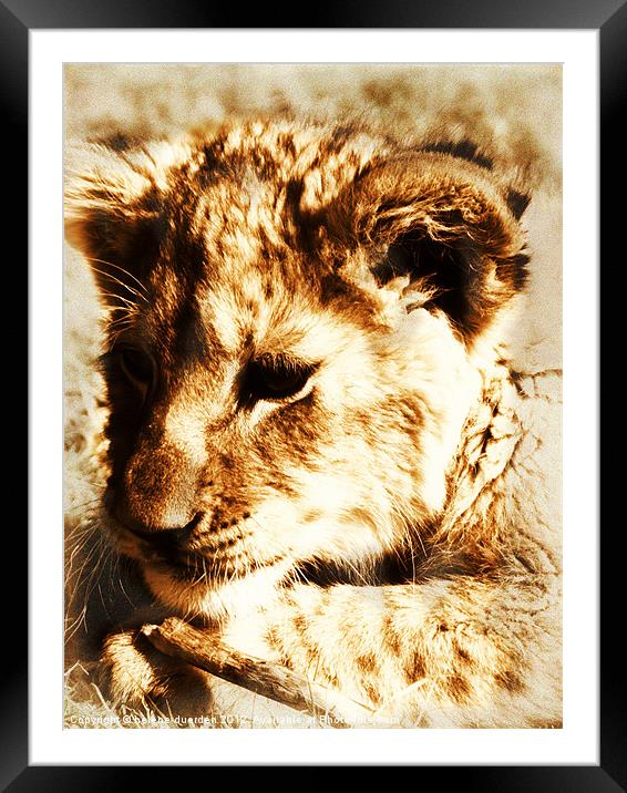 Learning to pounce - sepia Framed Mounted Print by helene duerden