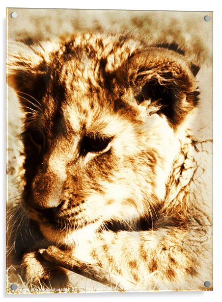 Learning to pounce - sepia Acrylic by helene duerden