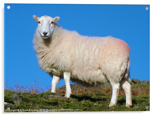 Sheep on Titterstone Summit Acrylic by Andrew Poynton
