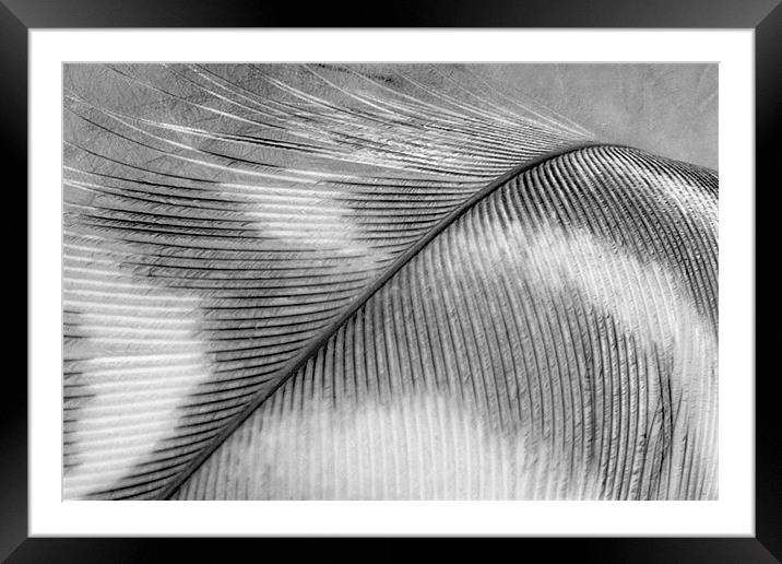 Black and White Feather Framed Mounted Print by Natalie Kinnear