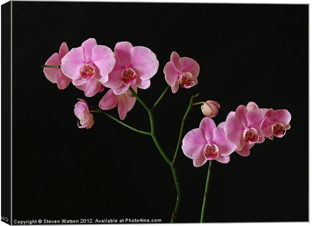 Orchid Canvas Print by Steven Watson