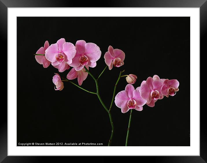 Orchid Framed Mounted Print by Steven Watson