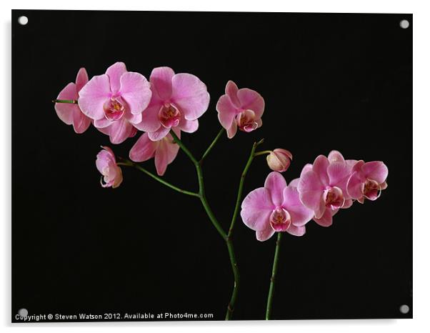 Orchid Acrylic by Steven Watson