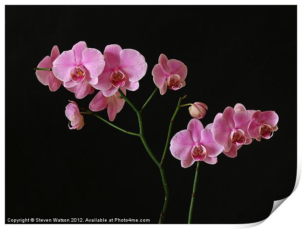 Orchid Print by Steven Watson