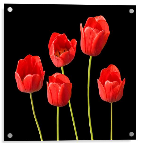 Red Tulips Black Background Wall Art Acrylic by Natalie Kinnear